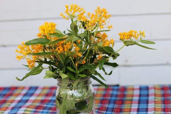 Hello Yellow Milkweed bouquet in a vase