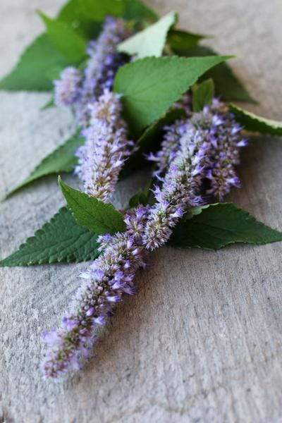 Anise hyssop on table