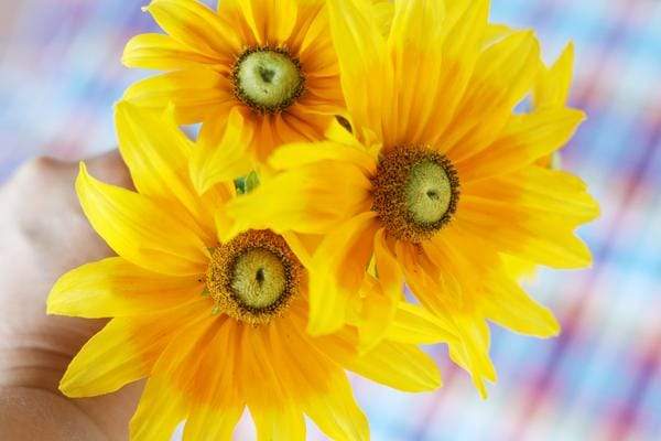 Prairie Sun Rudbeckia