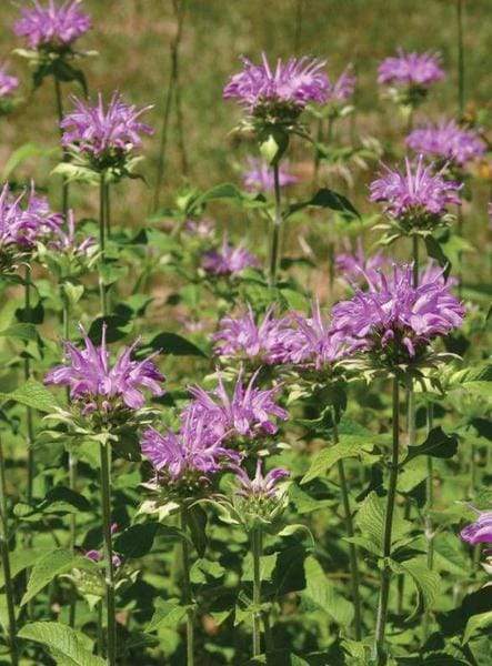 Monarda Bee Balm