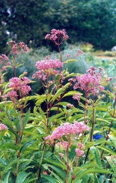 Joe Pie Weed Eupatorium