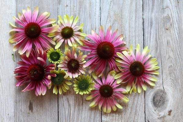 Green Twister Echinacea Flowers on wood