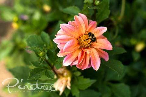 The Ultimate Companion Planting Guide Part 2: Pollinators