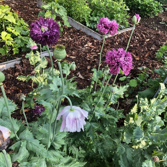 POPPY - BREADSEED PINETREE MIX - Flowers