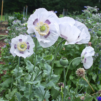 POPPY - BREADSEED PINETREE MIX - Flowers