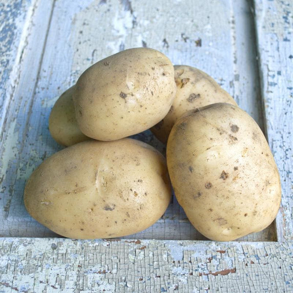 Maine Potatoes Shipped, Buy Maine Potatoes Online