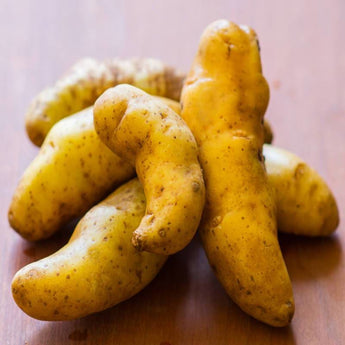 Potato Fingerling ’Russian Banana’ - Spring