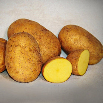 Potato ’German Butterball’ - Vegetables