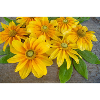 Prairie Sun Rudbeckia - Flowers