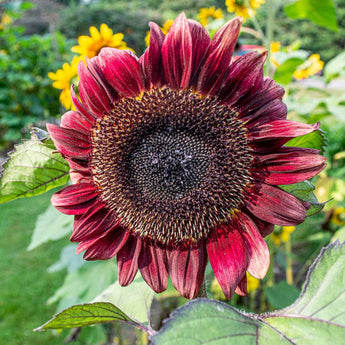 ProCut Red Sunflower - Flowers