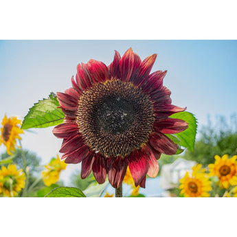 ProCut Red Sunflower - Flowers