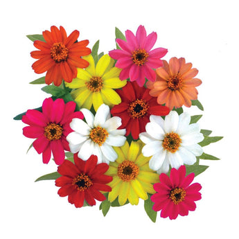 Profusion Mix Zinnia - Flowers