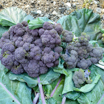 Purple Magic Broccoli (F1 Hybrid 62 Days) - Vegetables