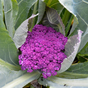 Purple Moon Cauliflower (F1 Hybrid 62 Days) - Vegetables