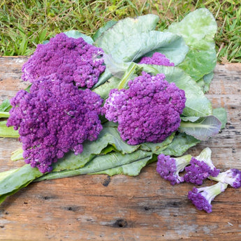 Purple Moon Cauliflower (F1 Hybrid 62 Days) - Vegetables