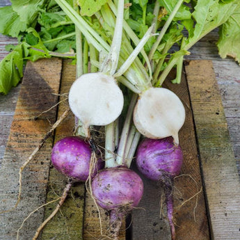 Purple Top White Globe Turnip (Heirloom 58 Days) - Vegetables