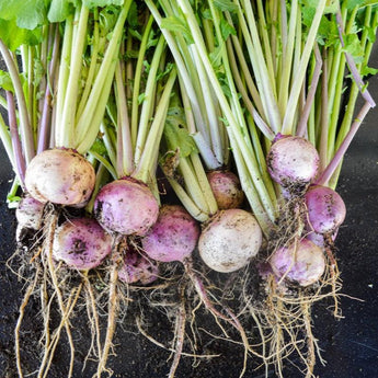 Purple Top White Globe Turnip (Heirloom 58 Days) - Vegetables