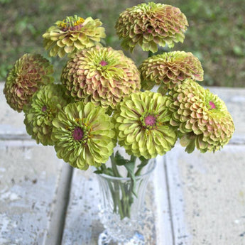 Queen Lime Blush Zinnia - Flowers