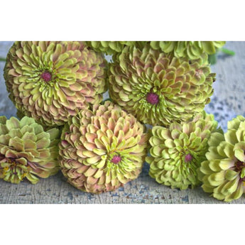 Queen Lime Blush Zinnia - Flowers