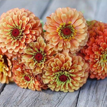 Queen Lime Orange Zinnia - Flowers