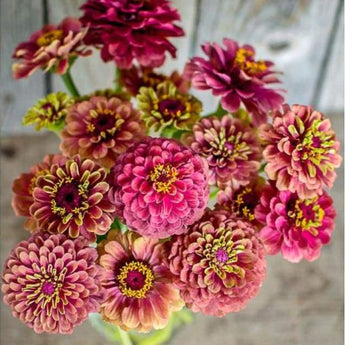 Queen Red Lime Zinnia - Flowers