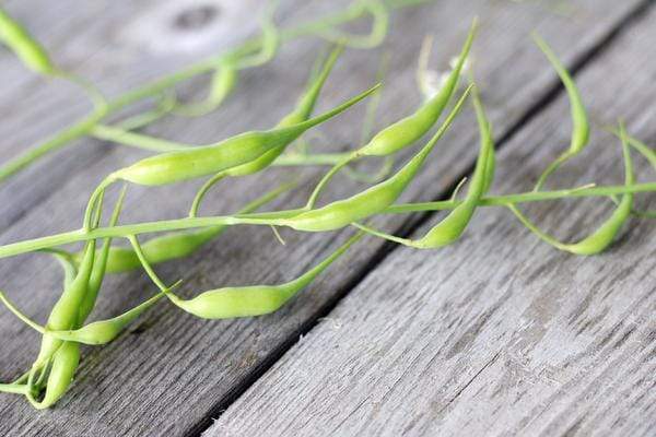 Radish Pods on Wood