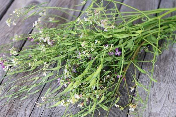 Radish Pods with stem and flowers