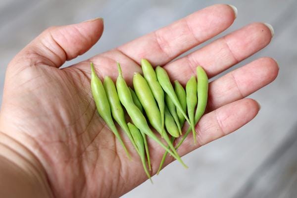 Radish Pods in Hand