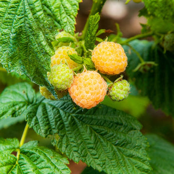 Raspberry ’Anne’ - Spring