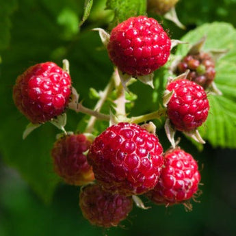 Raspberry ’Nova’ - Spring