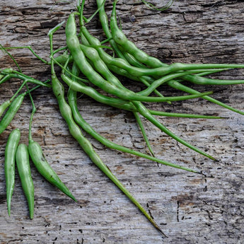 Rattail Radish (50-55 Days) - Vegetables