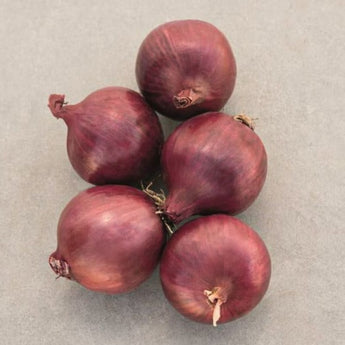 Red Carpet Onion (Organic F1 Hybrid 115 Days - Vegetables