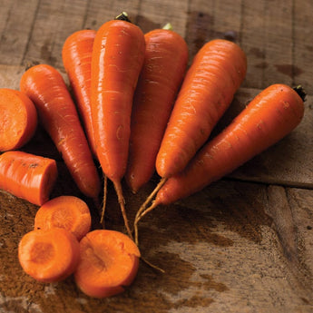 Red Cored Chantenay Carrot (Heirloom 75 Days) - Vegetables