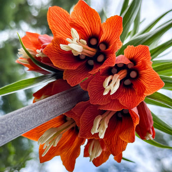 Red Crown Imperial Fritillaria - Fall