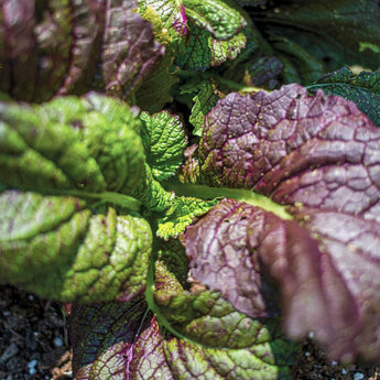 Red Giant Mustard Microgreens (1 oz) - Vegetables