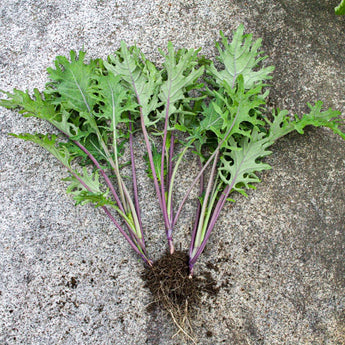 Red Russian Kale (Heirloom 58 Days) - Vegetables