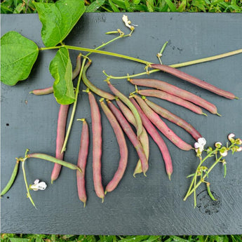 Red Swan Bush Bean (55 Days) - Vegetables