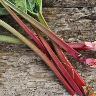 Rhubarb ’MacDonald’ - Spring