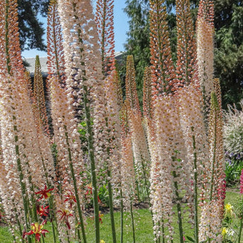 Romance Foxtail Lily - Fall