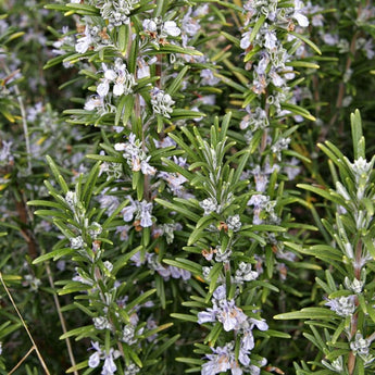 Rosemary Essential Oil (5 ml) - Garden Supplies