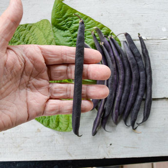 Royal Burgundy Bush Bean (51 Days) - Vegetables