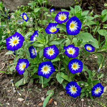 Royal Ensign Convolvulus - Flowers