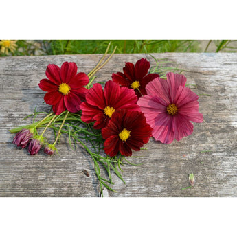 Rubenza Cosmos - Flowers