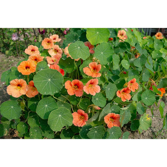 Salmon Baby Nasturtium - Flowers