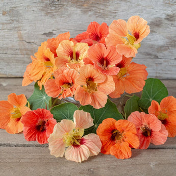 Salmon Baby Nasturtium - Flowers