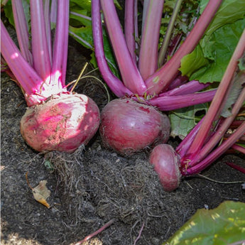 Scarlet Ohno Revival Turnip (Organic 50 Days) - Vegetables