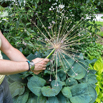 Schubertii Allium - Fall