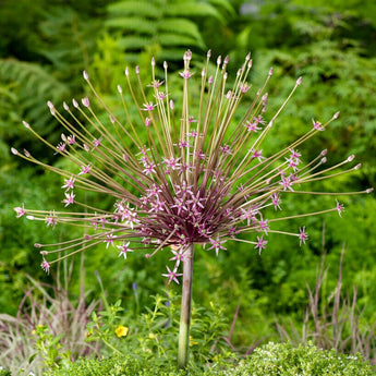 Schubertii Allium