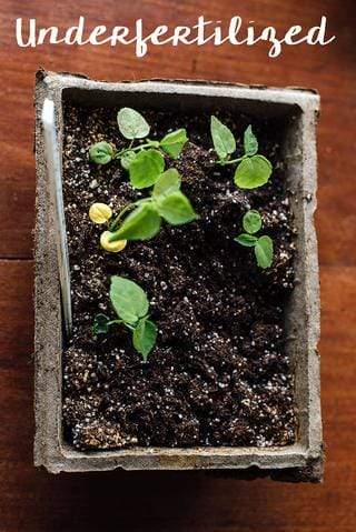 Small green seedlings half-sprouted in a tan cowpot container.