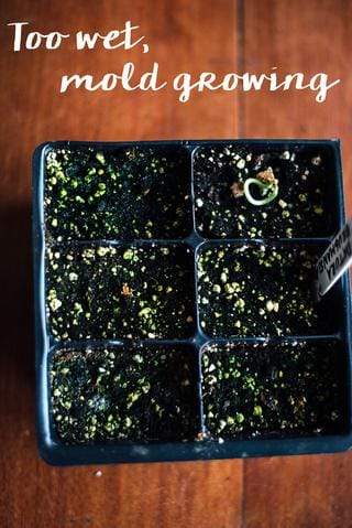 Six celled tray of partially sprouted green seedlings in wet soil.